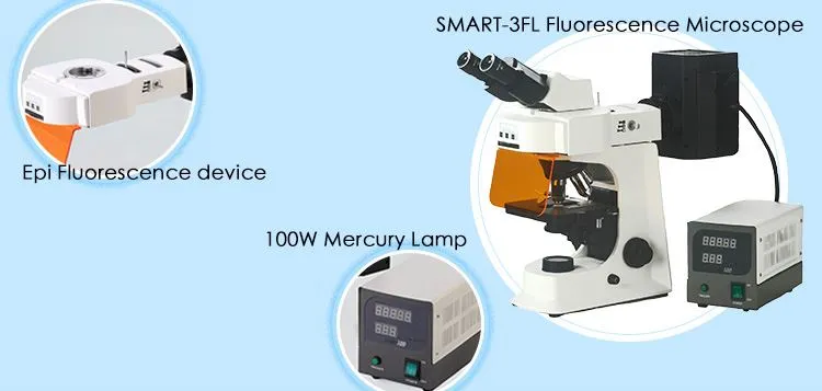 Biological Fluorescence Microscope factory